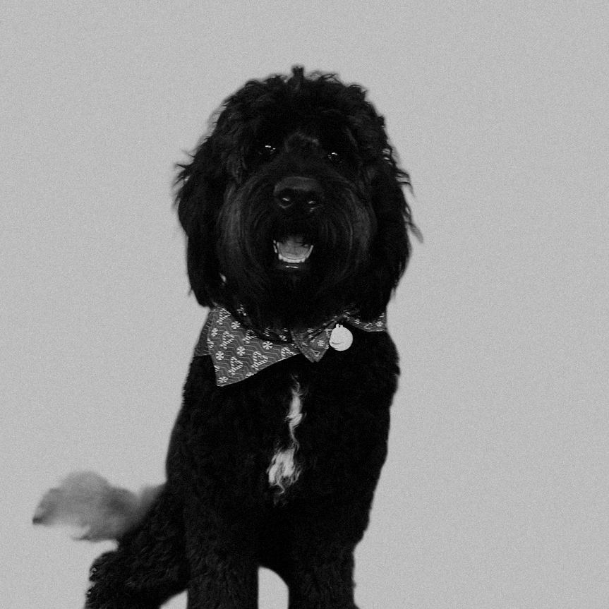 Oscar, River Clinical therapy dog